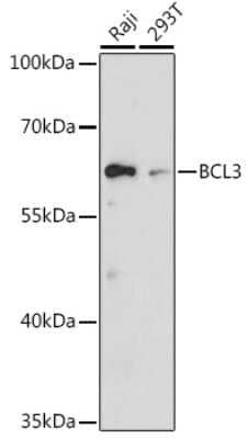 Western Blot Bcl3 Antibody - Azide and BSA Free